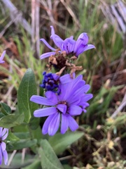 Symphyotrichum laeve