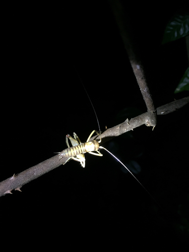 Anostostomatidae