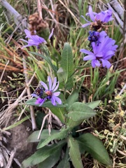 Symphyotrichum laeve