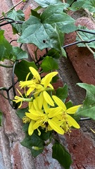 Senecio angulatus