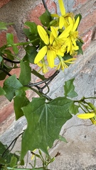 Senecio angulatus