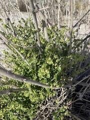 Mirabilis