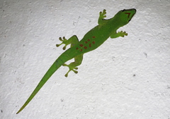 Phelsuma grandis