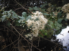 Vernonanthura cordata
