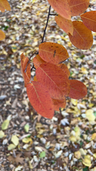 Amelanchier laevis