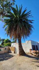 Phoenix canariensis