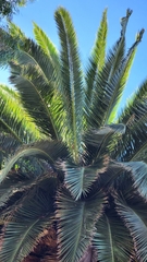 Phoenix canariensis