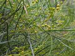 Acacia calamifolia