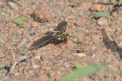 Poecilanthrax lucifer