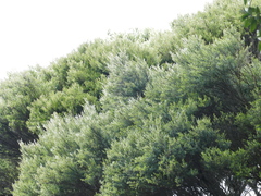 Kunzea linearis