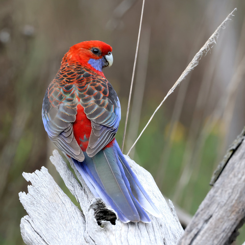 Crimson Rosella, photo 9 of 10