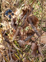 Smilax lasioneura