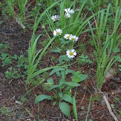 Erigeron arizonicus