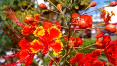Caesalpinia pulcherrima