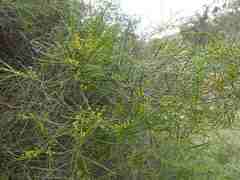 Acacia calamifolia