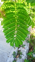 Caesalpinia pulcherrima