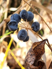 Smilax lasioneura