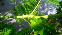 Caesalpinia pulcherrima