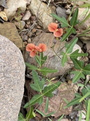 Macroptilium gibbosifolium