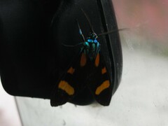 Cyanopepla arrogans