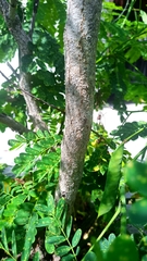 Caesalpinia pulcherrima