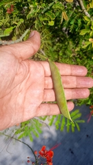 Caesalpinia pulcherrima
