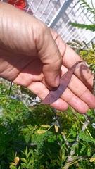 Caesalpinia pulcherrima