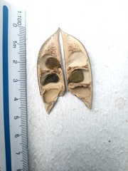 Caesalpinia pulcherrima