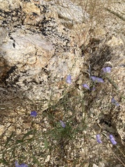 Evolvulus arizonicus