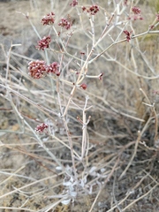 Eriogonum nummulare