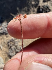 Eriogonum caespitosum