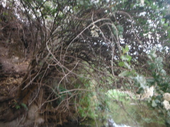 Vernonanthura cordata