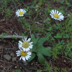 Erigeron arizonicus