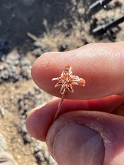 Eriogonum caespitosum