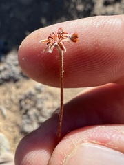 Eriogonum caespitosum