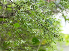 Kunzea linearis