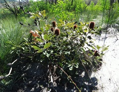 Banksia robur