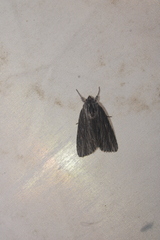 Acronicta lithospila