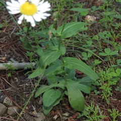 Erigeron arizonicus