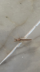 Chironomus crassicaudatus