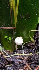 Cystolepiota
