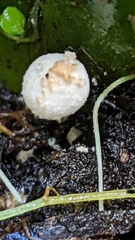 Cystolepiota
