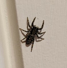 Platycryptus californicus