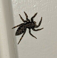 Platycryptus californicus