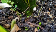 Cystolepiota
