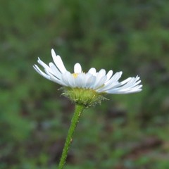 Erigeron arizonicus