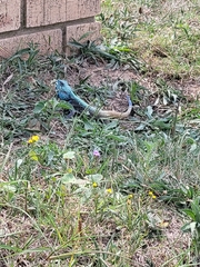 Acanthocercus atricollis