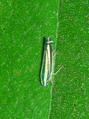 Sibovia