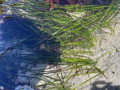 Zosteraceae