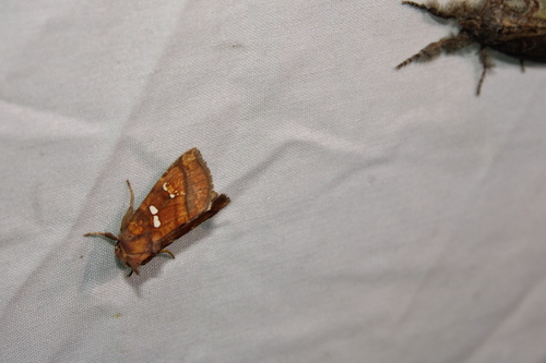 Bracken Borer Moth photo 2